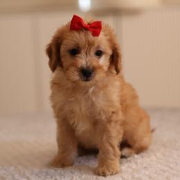 Alana - Red  female Goldendoodle puppy in Apopka, Florida from Rae Precious Puppies