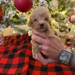 Finny - Cream male Goldendoodle puppy in Chesnee, South Carolina from Megan’s Spoiled Standards
