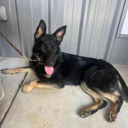 Que - German Shepherd