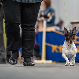 Sequoia - Teddy Roosevelt Terrier