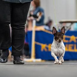 Sequoia - Teddy Roosevelt Terrier