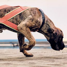 Boerboel All Grown Up from Romboel Farm Dogs