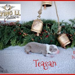 Teagan - Red male Miniature Australian Shepherd puppy in Madisonville, Texas from Flying LL Aussies