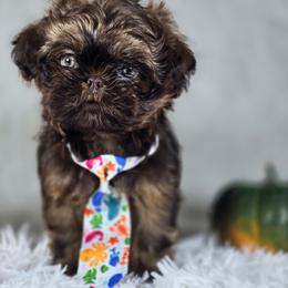 Boondock - Chocolate male Shih Tzu puppy in Hialeah, Florida from Jolie glz