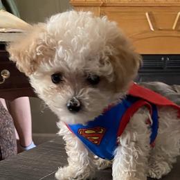 Theo - Poodle