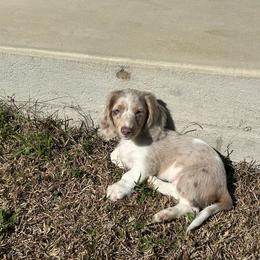 Dachshund Puppies from A&R Dachshund