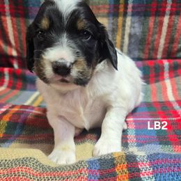 Boy 2 - Blue belton and tan (tri-color) male English Setter puppy in Potosi, Wisconsin from Point and Flush Gun Dogs