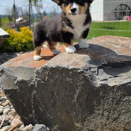 Mayo - Black and tan female Pembroke Welsh Corgi puppy in Washington from Castle View Royal Rumps