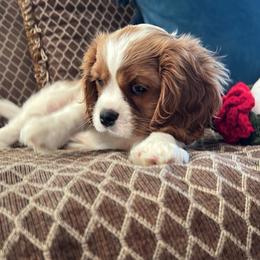 McWhaley - Blenheim male Cavalier King Charles Spaniel puppy in Caldwell, Idaho from Gem State Precious Cavaliers LLC