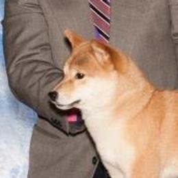 Shiba Inu adult dog