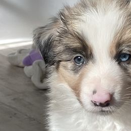 Blue boy - Border Collie puppy in Jonesboro, Arkansas from Hampton Border Collies