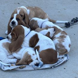 Basset Hound Puppies from K&B Farms & Bassets