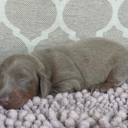 AKC Boy 3 - Fawn (Isabella) male Dachshund puppy in Joshua Tree, California from Desert Dreams Ranch