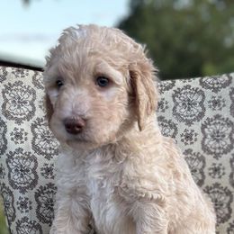 Phoebe - Cream female Goldendoodle puppy in Berwick, Pennsylvania from Wright’s Wiggle Butts
