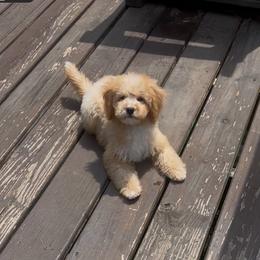Levi - Apricot male Cavapoo puppy in Quitman, Mississippi from P&D Palace