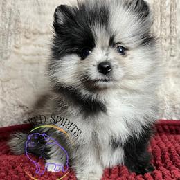 AKC MACARENA - Blue merle female Pomeranian puppy in Watkins Glen, New York from Wicked Spirits Pomeranians