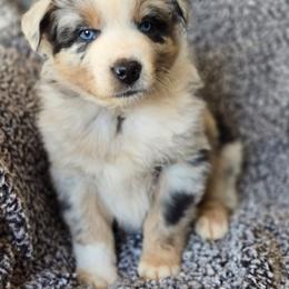 Boy 1 - Blue merle male Australian Shepherd puppy in New Tazewell, Tennessee from D&D Australian Shepherds