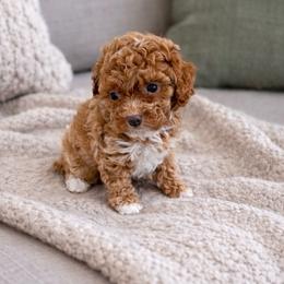 Randy Embark - Red  male Poodle puppy in Hernando Beach, Florida from Minipupps