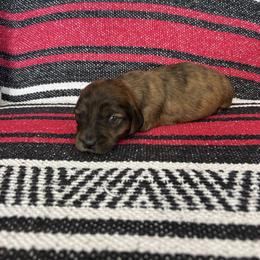 Brindle boy - Brindle male Dachshund puppy in Willow Springs, Missouri from Krazy Acre Farm