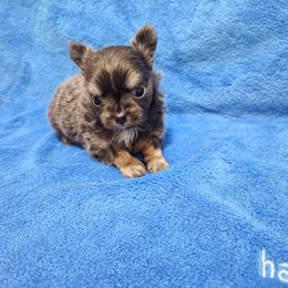 Blue tri boy - Blue male Chihuahua puppy in Richmond, Virginia from Breens