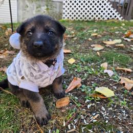 EVA - Sable female German Shepherd puppy in Buckfield, Maine from Levesques German Shepherds
