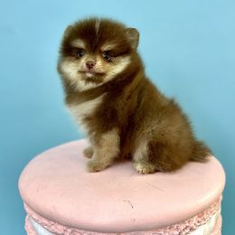 Aramis - Chocolate and tan male Pomeranian puppy in Antioch, California from Ray of Poms