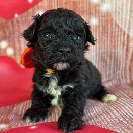 Orange Collar - female Cavapoochon puppy in Waterford, California from Windy Hill Doodles