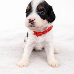 Ginger - Tri-color female Cavapoo puppy in Beech Island, South Carolina from New Moon Farm Canines
