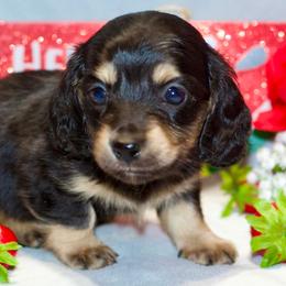 Lane - Black and cream male Dachshund puppy in Bellville, Ohio from JK Mini Doxies