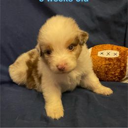 Mickey - Red merle male Australian Shepherd puppy in Hammond, Louisiana from Gold Ring Australian Shepherds