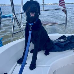 Dachshund, Labradoodle, and Labrador Retriever All Grown Up from Muddy Bay Kennels