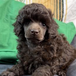 Green Collar Boy - Brown male Poodle puppy in Kingston, Oklahoma from Tribal Poodles