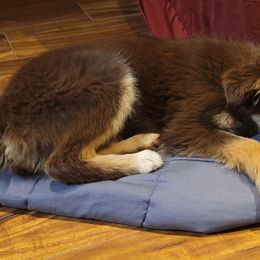 Habañero - Red tri Toy Australian Shepherd puppy in Oklahoma from Swickey Farms