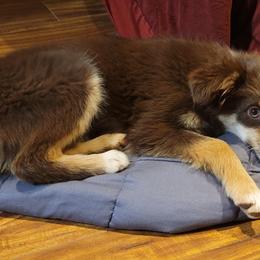 Habañero - Red tri Toy Australian Shepherd puppy in Oklahoma from Swickey Farms