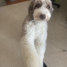 Aussiedoodle Puppies from Drew’s Aussies & Doodles