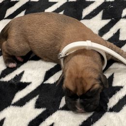 Boxer Puppies from PrideNJoy Boxers