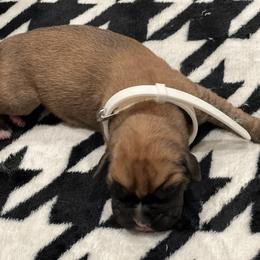 Boxer Puppies from PrideNJoy Boxers