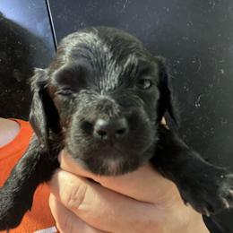 Atticus-Boy 4 - Black male Dachshund puppy in Bigfork, Minnesota from Dachshunds Up North
