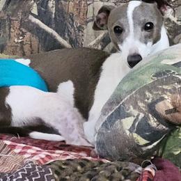Gideon - Italian Greyhound