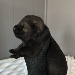 Deja - Sable female German Shepherd puppy in Knowlton Township, New Jersey from Augenblick Kennels