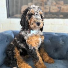 Oreo - Merle female Irish Doodle puppy in Indiahoma, Oklahoma from Farm Fresh Doodles