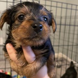 Yorkshire Terrier Puppies from Suttons Yorkies