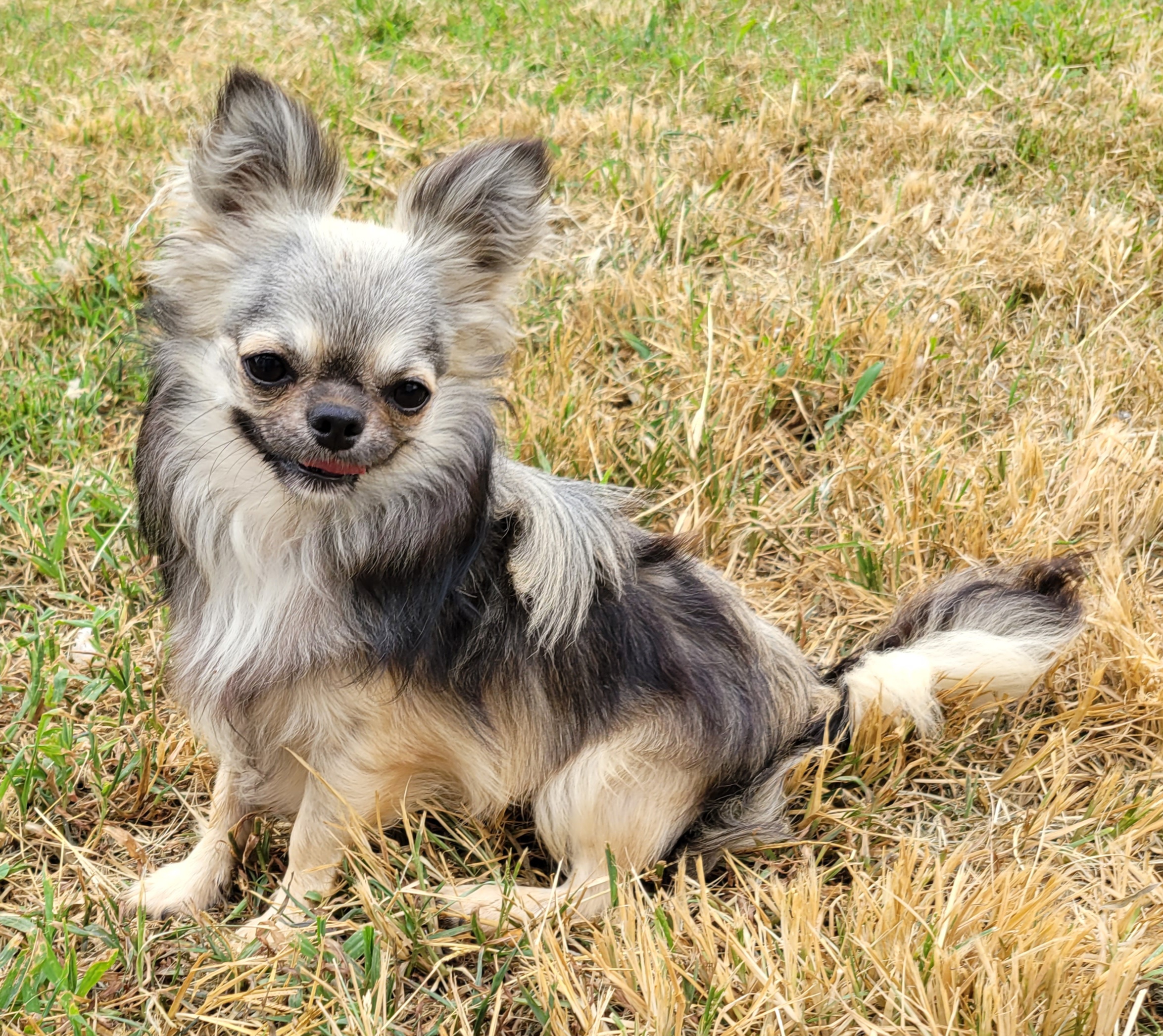 Peke - Chihuahua