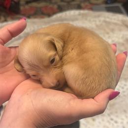 George Washington - Cream male Dachshund puppy in Summertown, Tennessee from The Dapper Dachshund