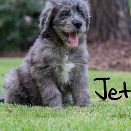Bernedoodle, Goldendoodle, and Poodle Puppies from Poodles and Doodles By Grace
