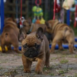 French Bulldog and Labrador Retriever Puppies from Frenchies & Labs