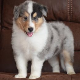 Boy 10 - male Collie puppy in Danville, Pennsylvania from Brookwood Collies, Smooth & Rough