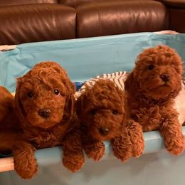 Goldendoodles from Belews Creek Mini Goldendoodles