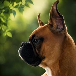 Ranger - Fawn male Boxer puppy in Ponce De Leon, Florida from Archangel Boxers