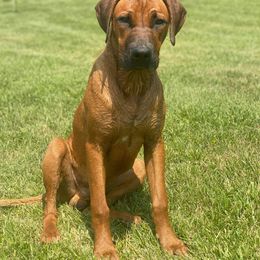 Rhodesian Ridgeback All Grown Up from Stoneridge Ridgebacks